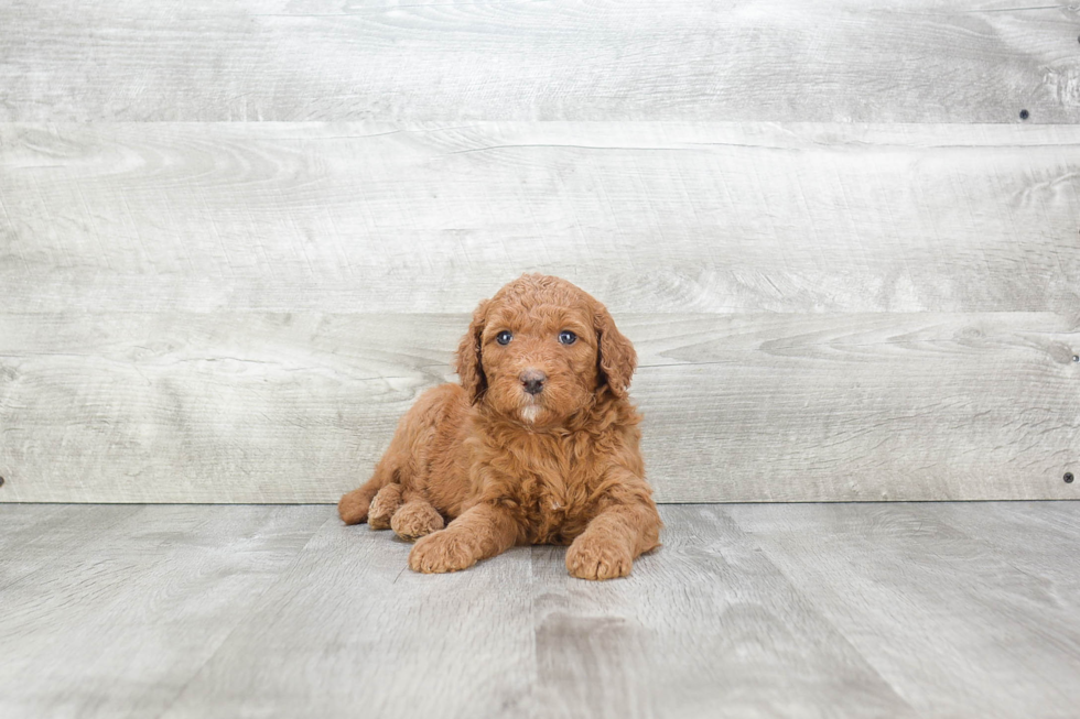 Mini Goldendoodle Pup Being Cute