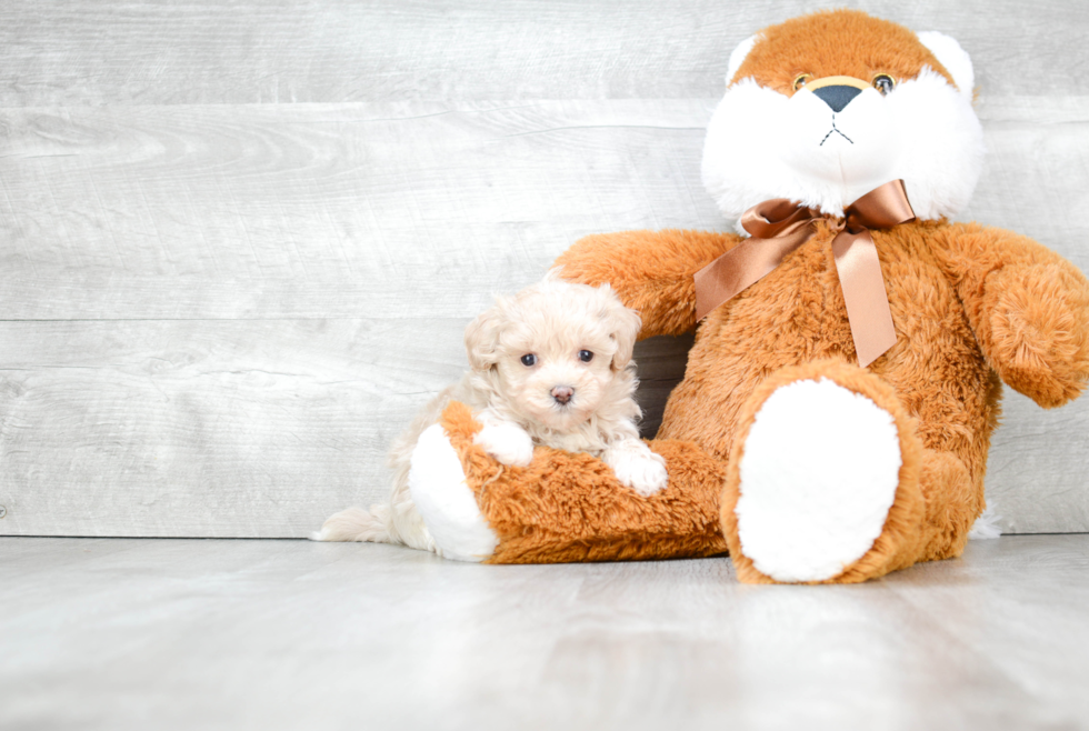 Best Maltipoo Baby