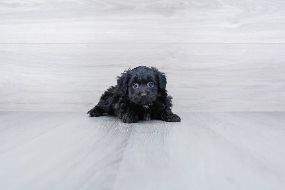 Best Mini Aussiedoodle Baby