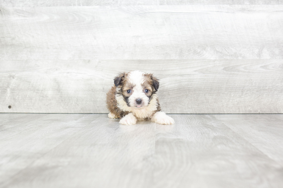 Mini Aussiedoodle Puppy for Adoption