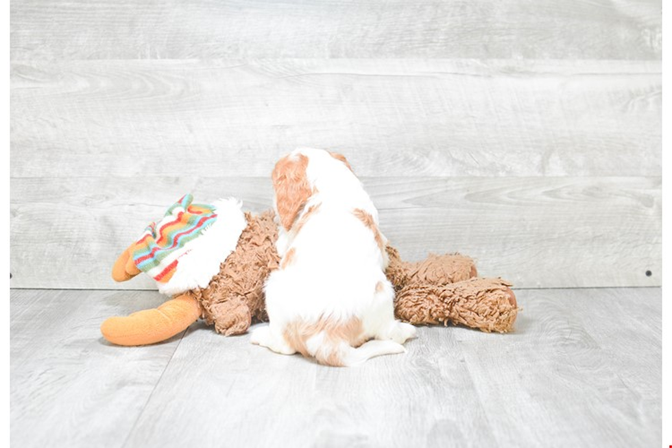 Energetic Cavoodle Poodle Mix Puppy