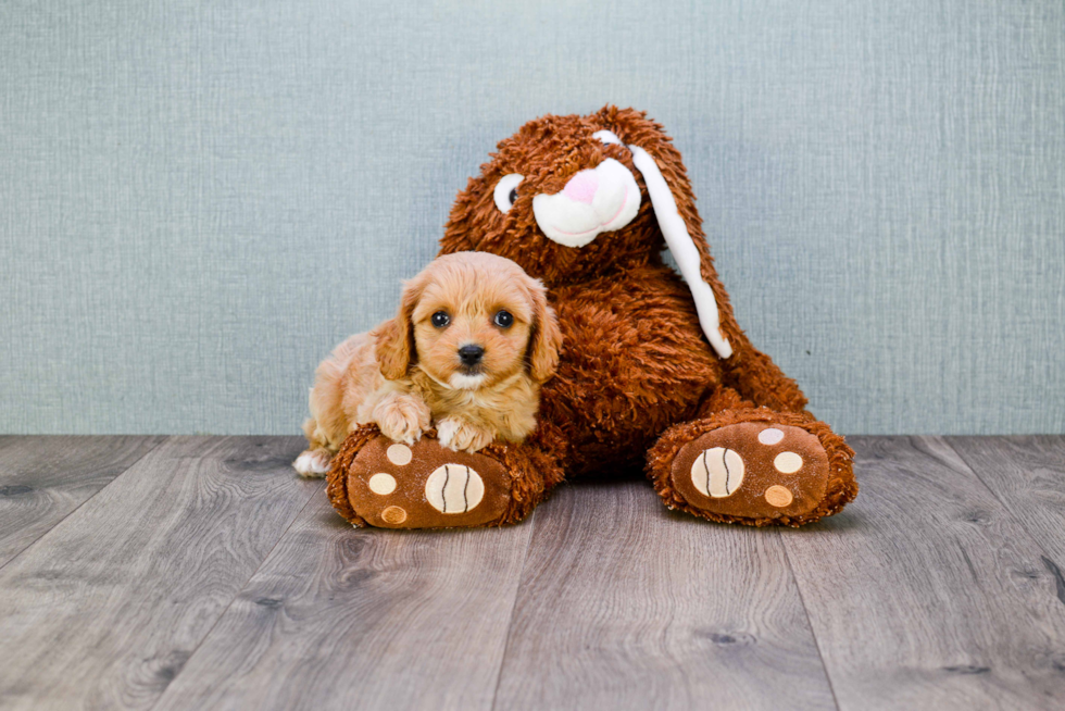 Cavapoo Puppy for Adoption