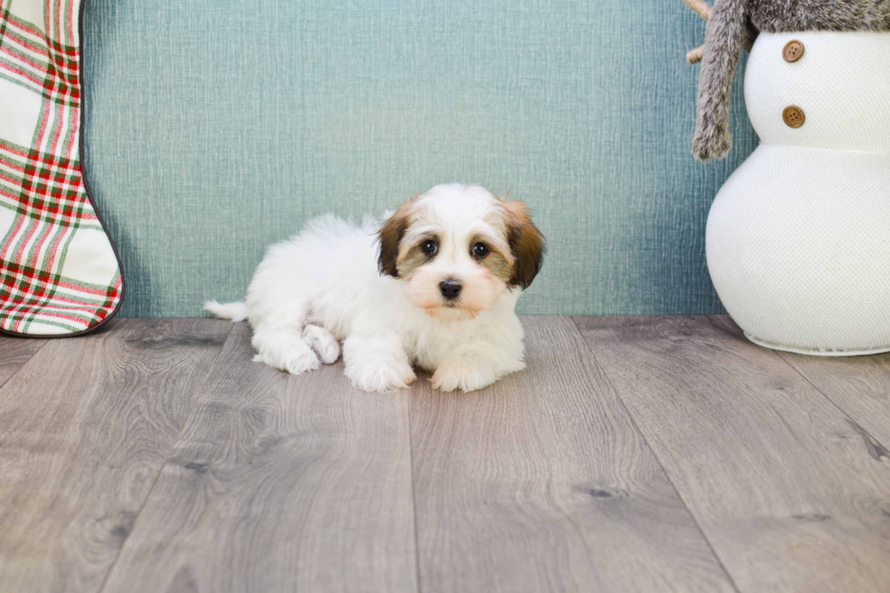 Havanese Pup Being Cute