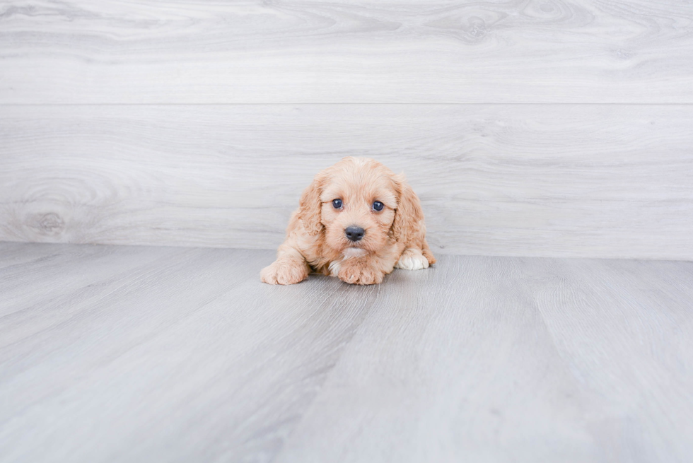 Smart Cavapoo Poodle Mix Pup