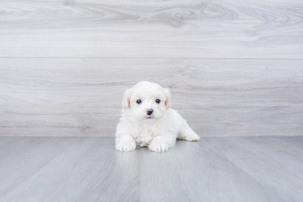 Maltipoo Pup Being Cute