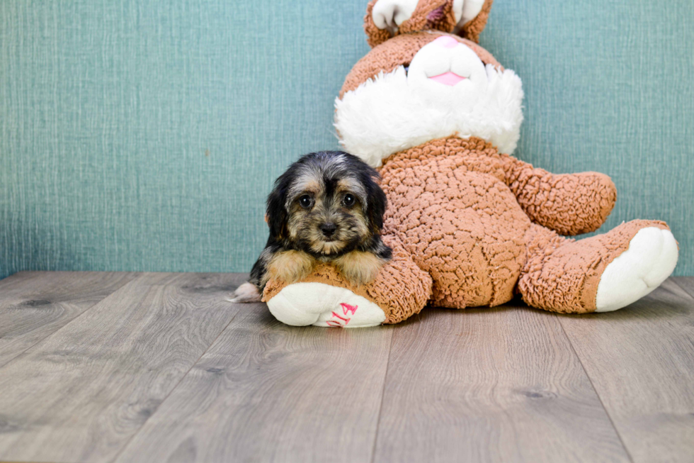 Adorable Yorkie Designer Puppy