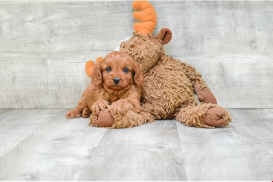 Friendly Cavapoo Baby