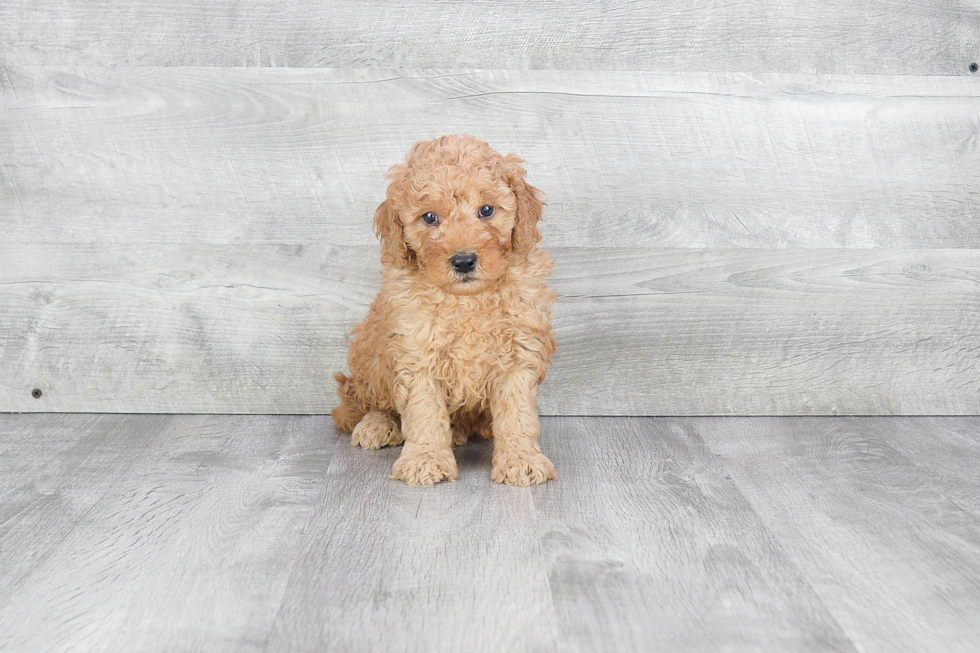 Hypoallergenic Golden Retriever Poodle Mix Puppy