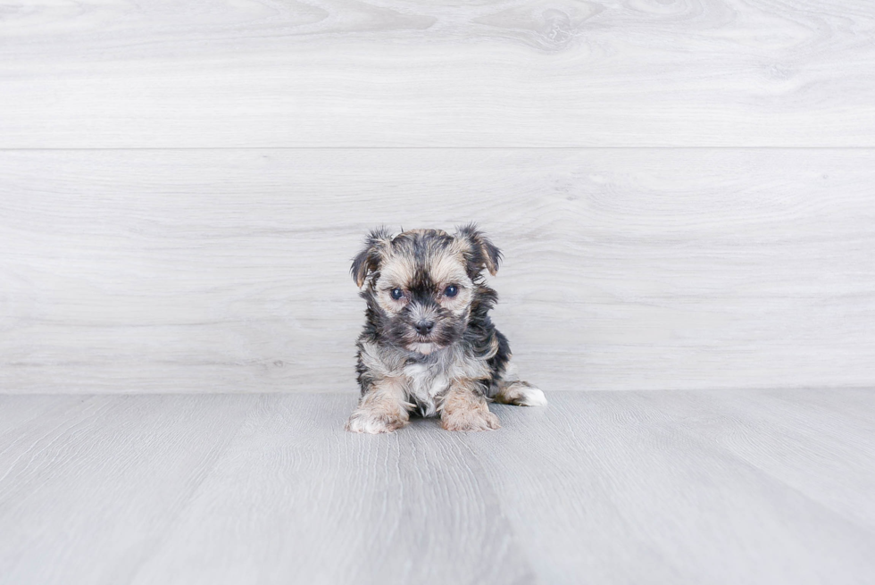 Energetic Yorkie Designer Puppy