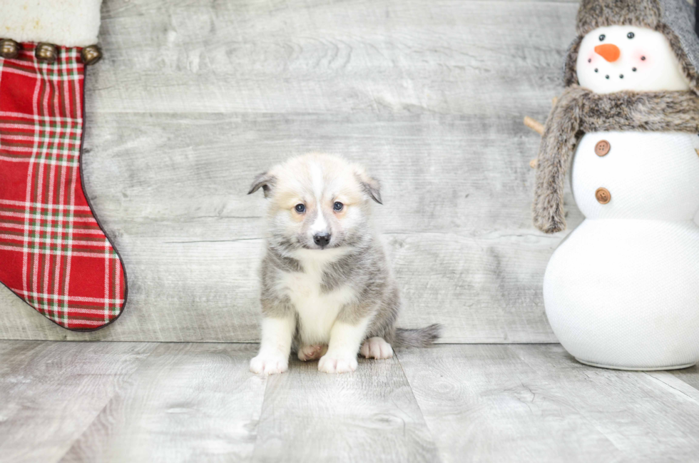 Happy Pomsky Baby