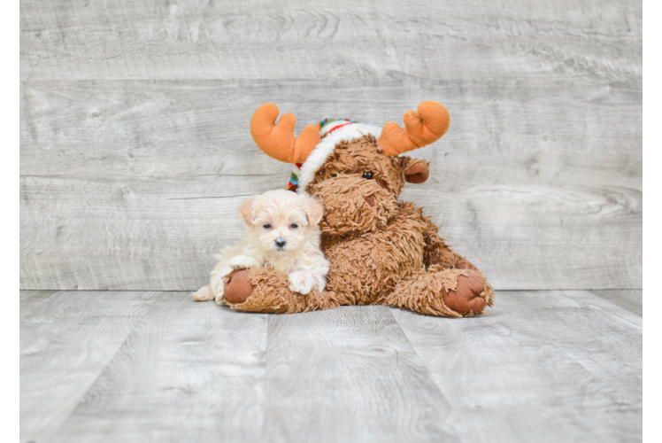 Cute Maltipoo Baby