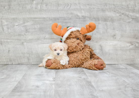 Cute Maltipoo Baby