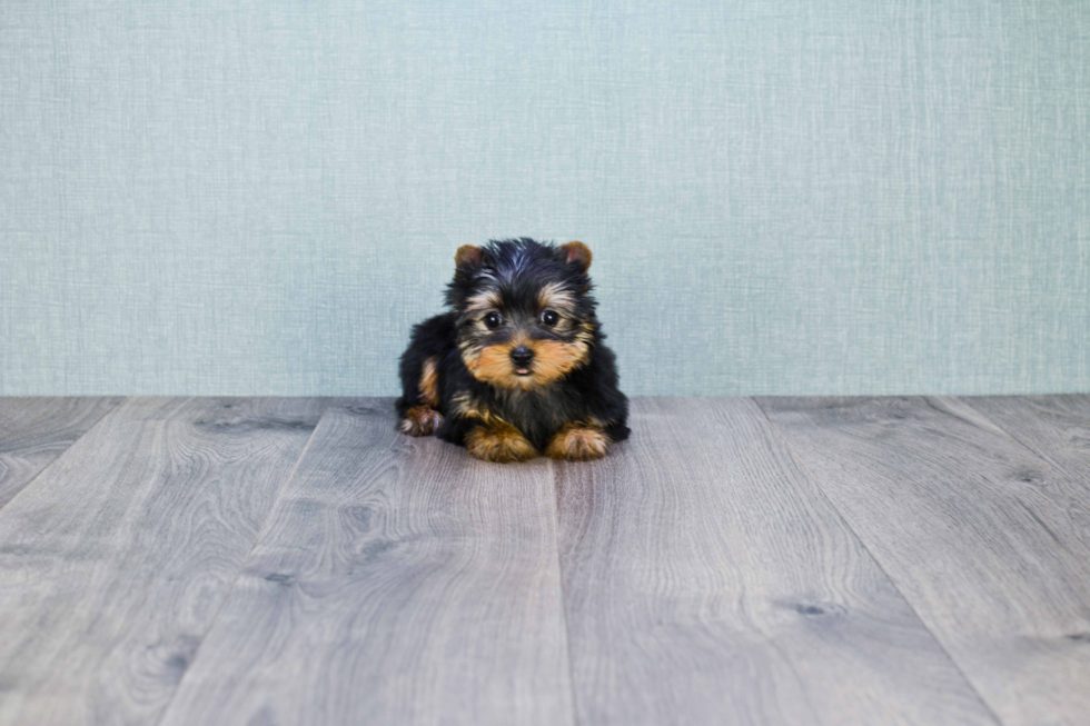 Meet Cali - our Yorkshire Terrier Puppy Photo 