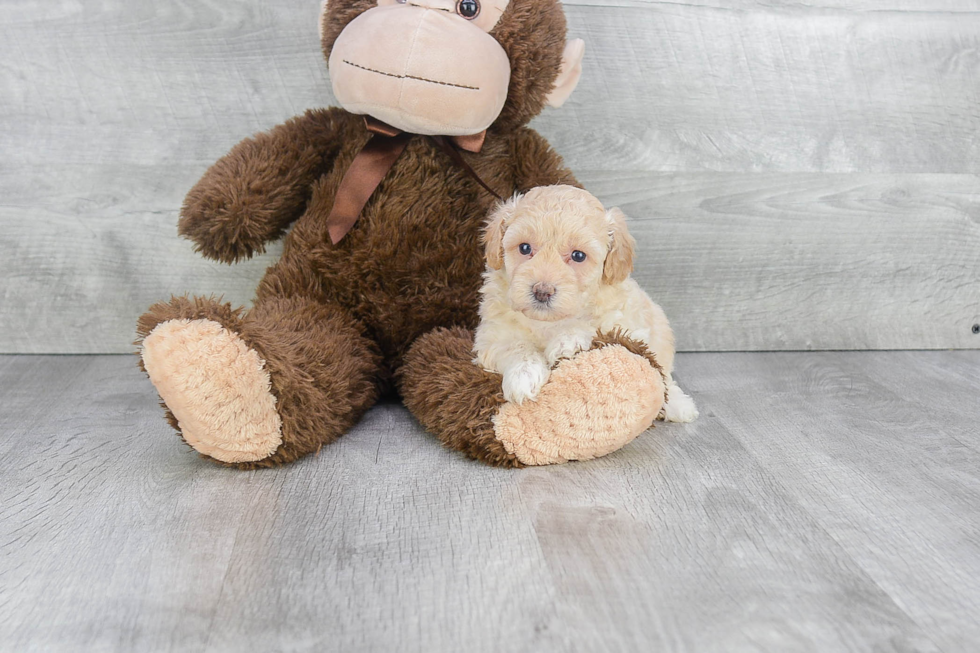 Adorable Maltepoo Poodle Mix Puppy
