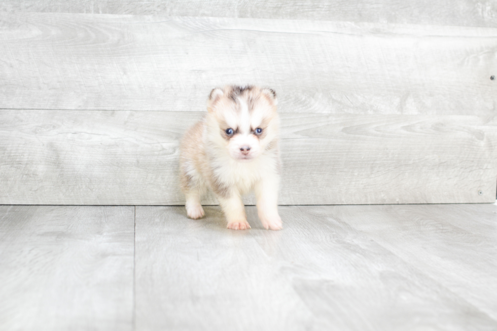 Playful Mini Husky Designer Puppy