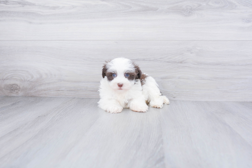 Havanese Pup Being Cute