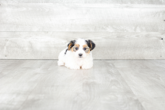 Morkie Puppy for Adoption