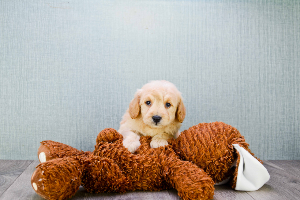 Small Mini Goldendoodle Baby