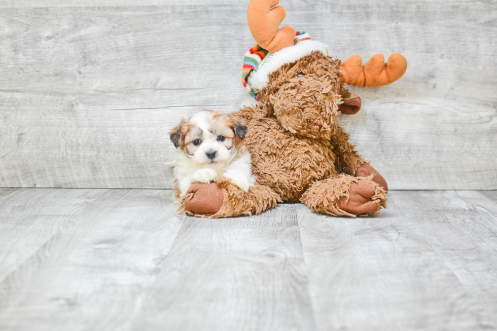 Friendly Teddy Bear Baby