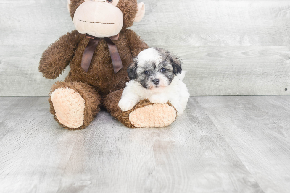 Smart Teddy Bear Designer Pup