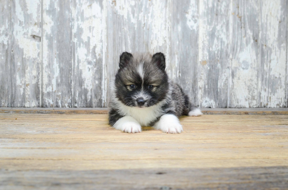 Happy Pomsky Baby