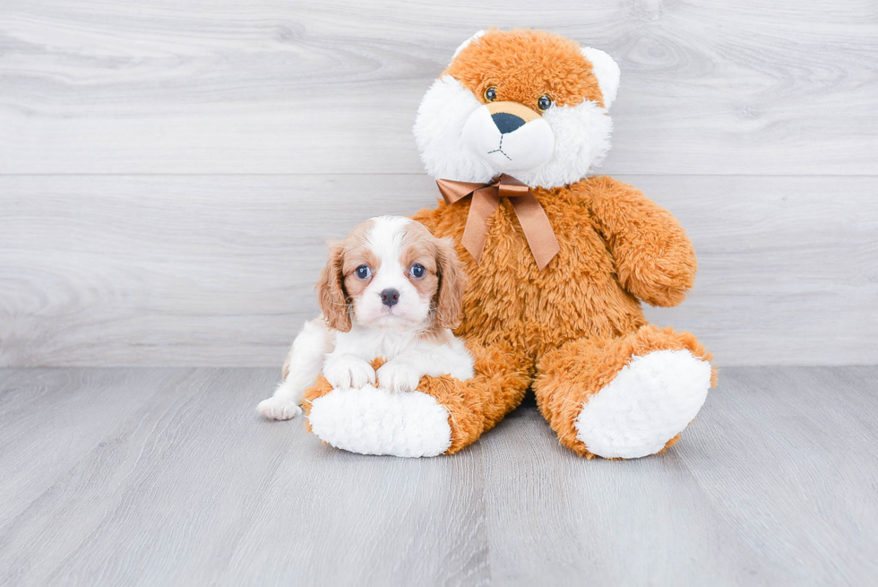 Cavalier King Charles Spaniel Puppy for Adoption