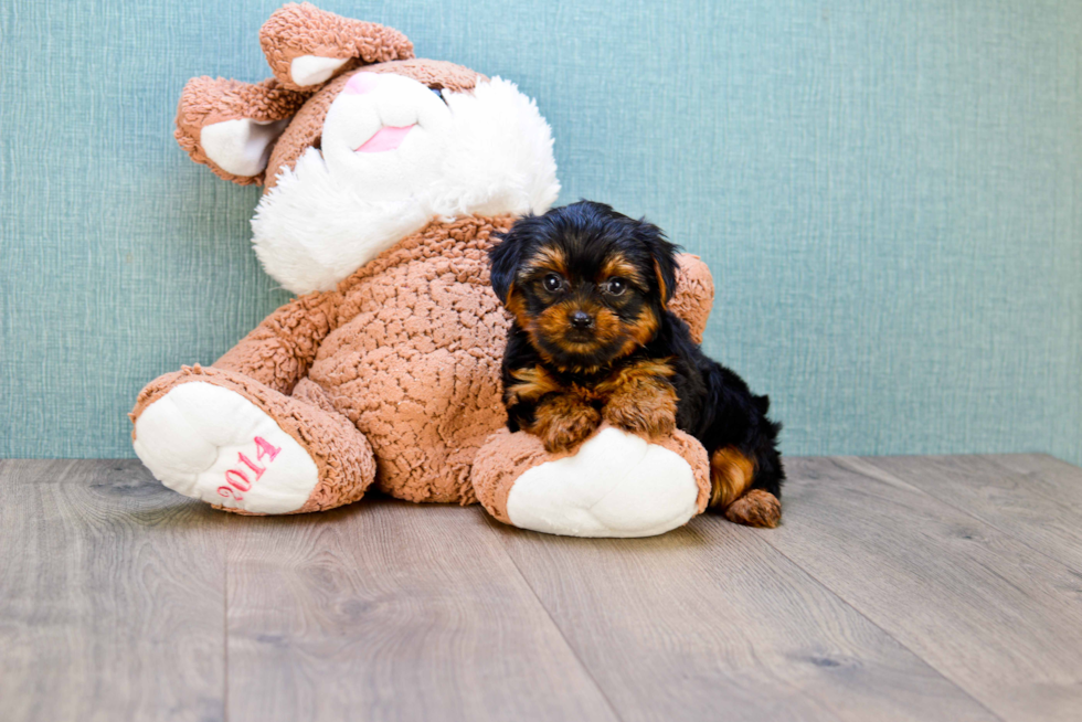 Meet Timmy - our Yorkshire Terrier Puppy Photo 