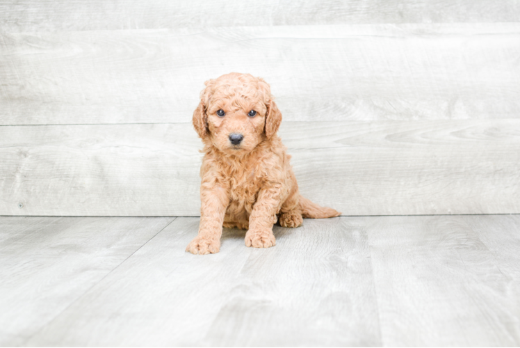 Cute Mini Goldendoodle Baby