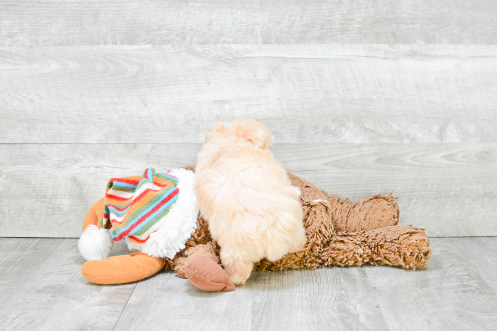 Cute Maltipoo Baby