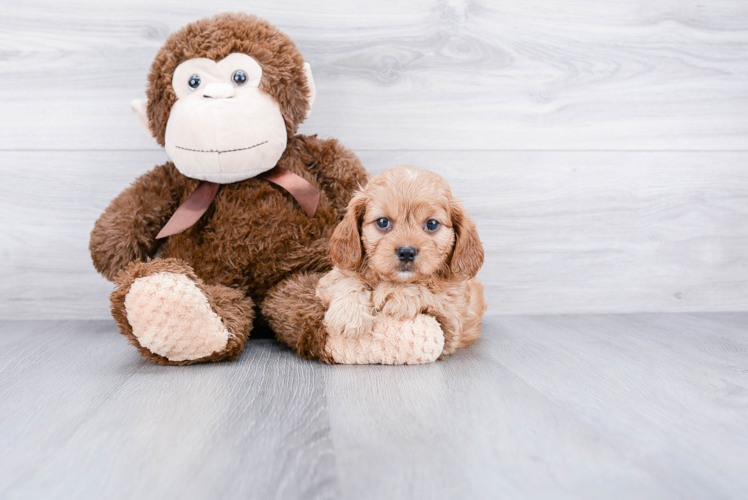 Little Cavoodle Poodle Mix Puppy