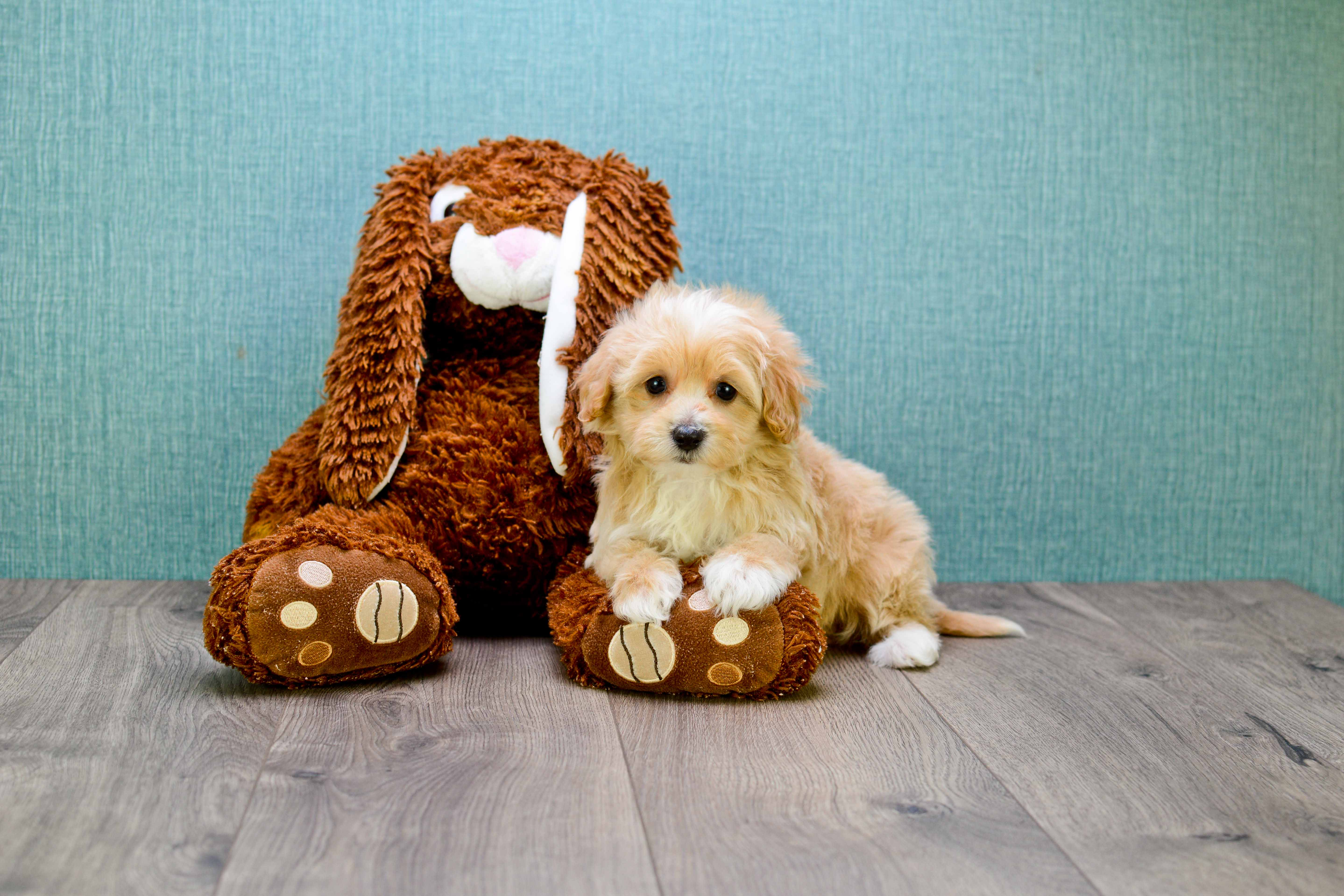 Best Maltipoo Baby
