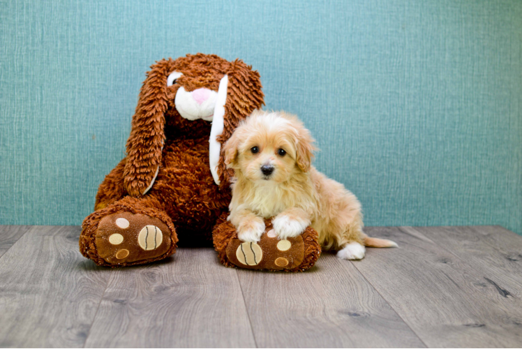 Best Maltipoo Baby