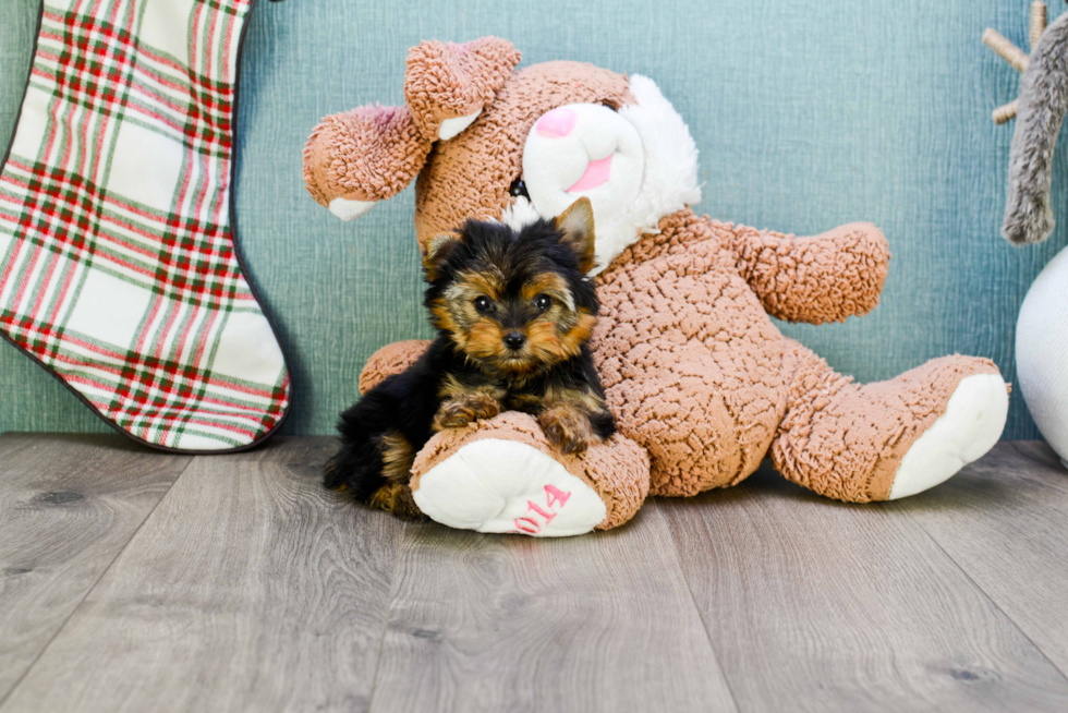 Meet Heidi - our Yorkshire Terrier Puppy Photo 