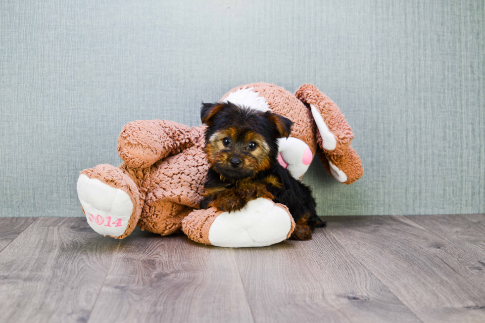 Meet Twinkle - our Yorkshire Terrier Puppy Photo 