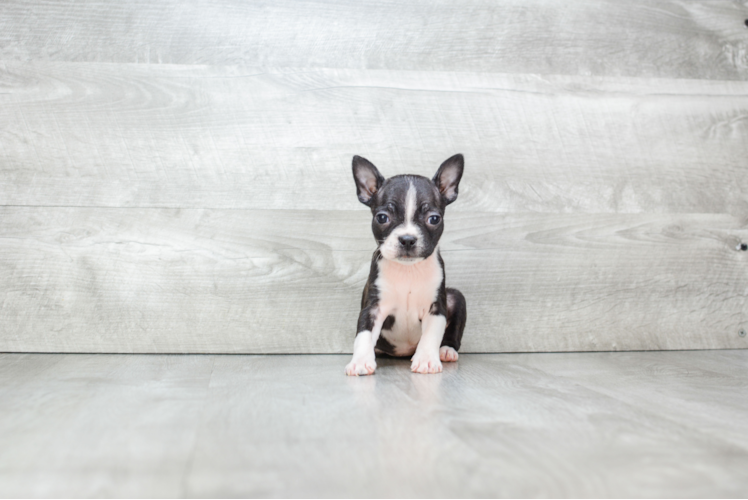 Cute Boston Terrier Purebred Puppy