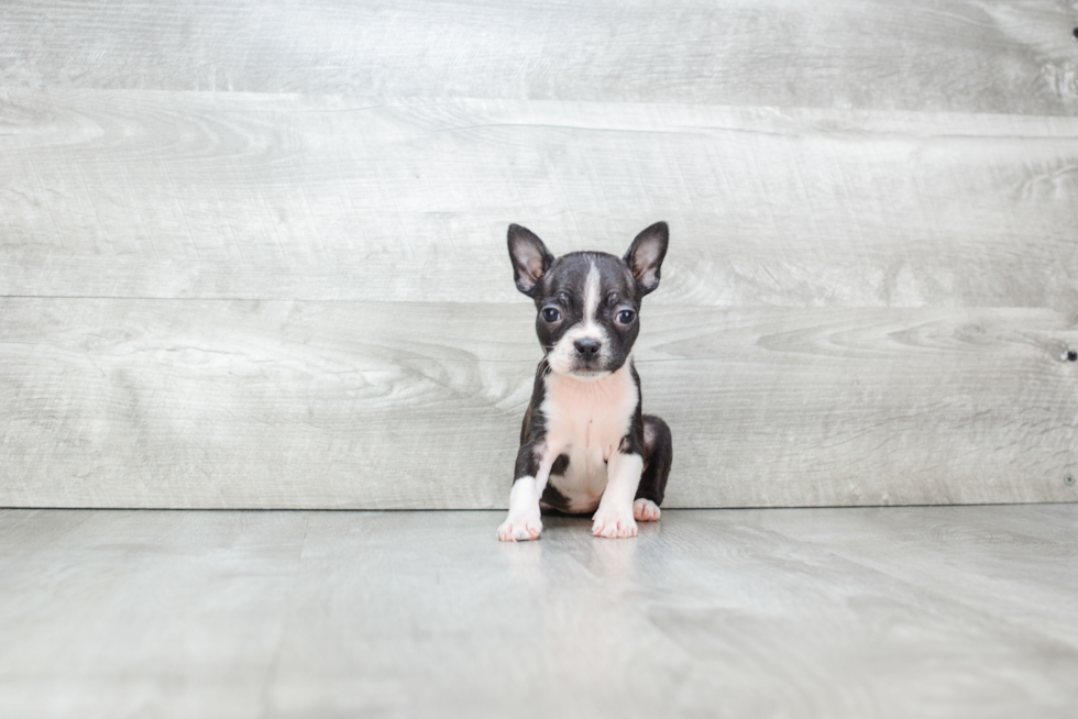 Cute Boston Terrier Purebred Puppy