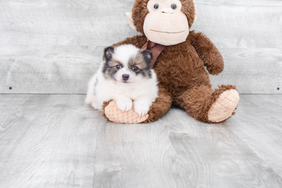 Playful Pomeranian Baby