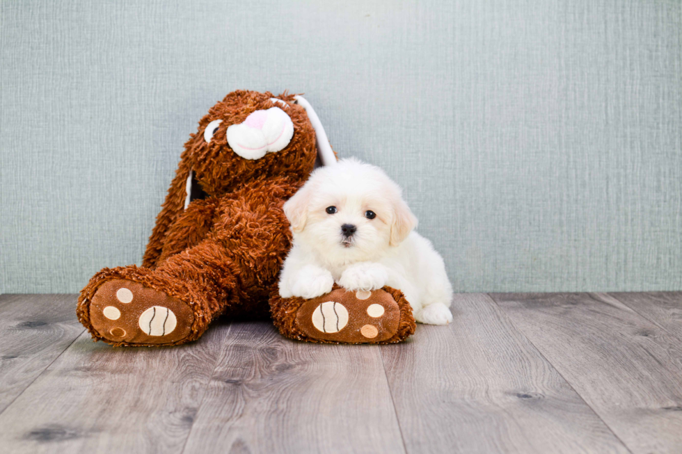 Teddy Bear Pup Being Cute