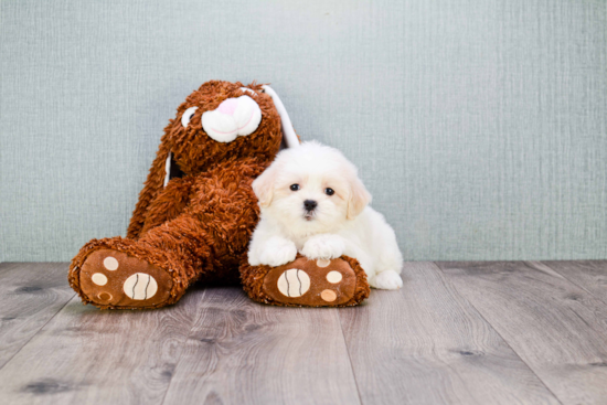 Teddy Bear Pup Being Cute