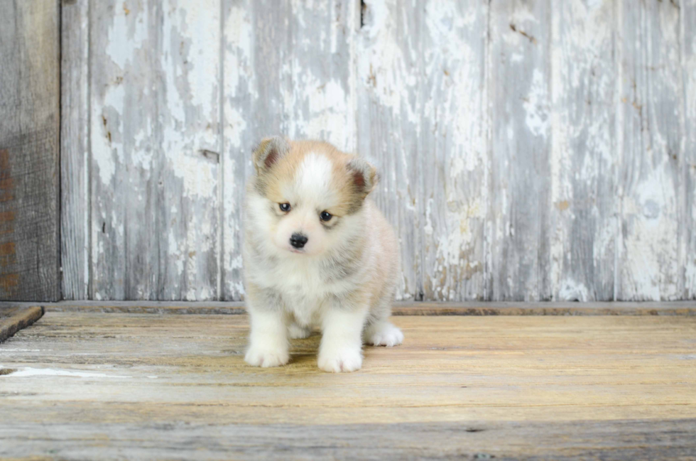 Best Pomsky Baby