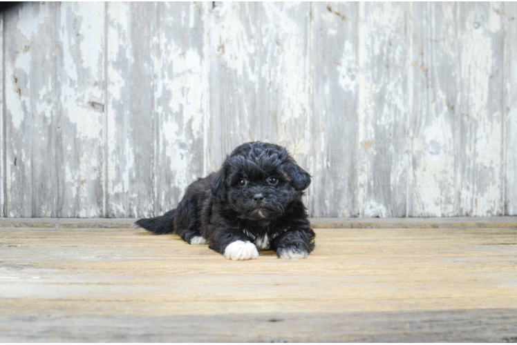 Teddy Bear Pup Being Cute