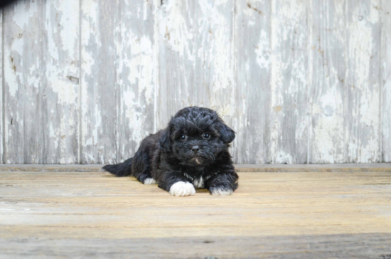 Teddy Bear Pup Being Cute