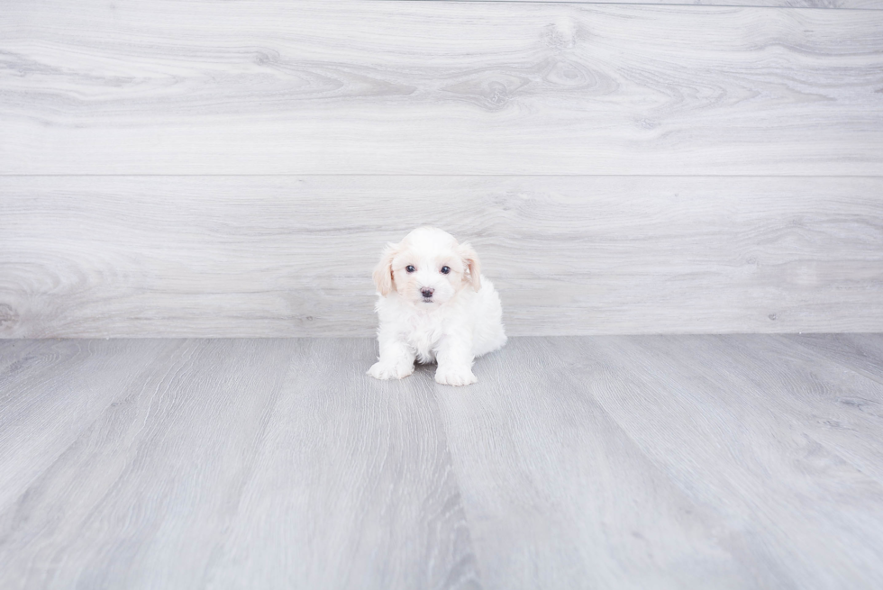 Funny Maltipoo Poodle Mix Pup