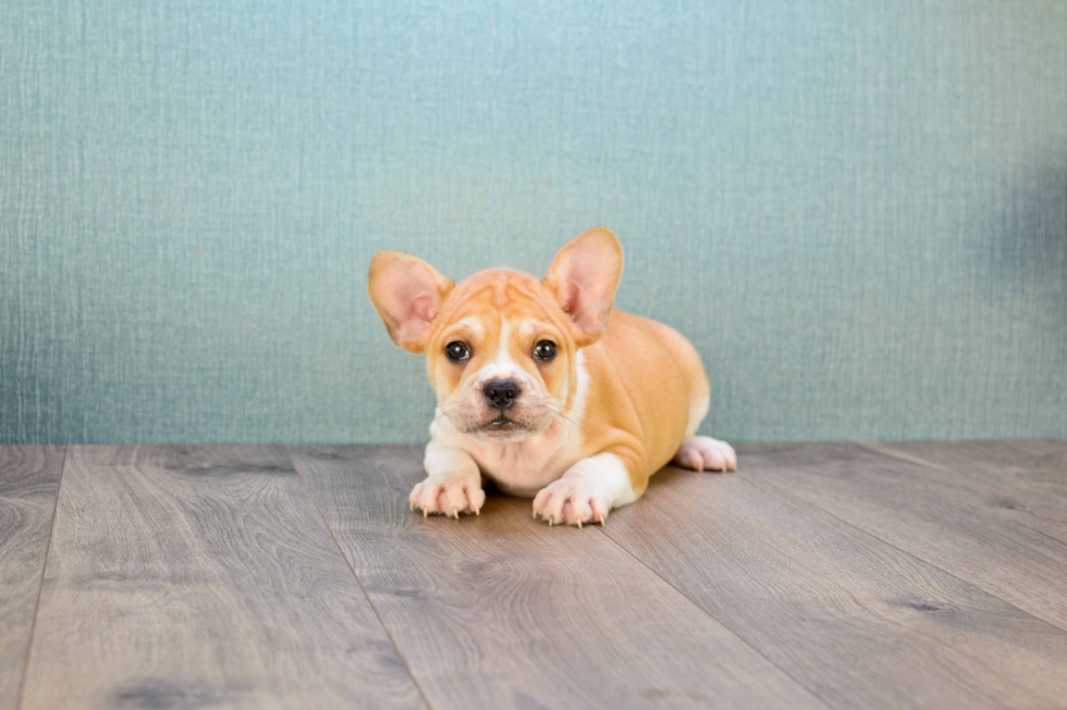 Best French Bulldog Baby