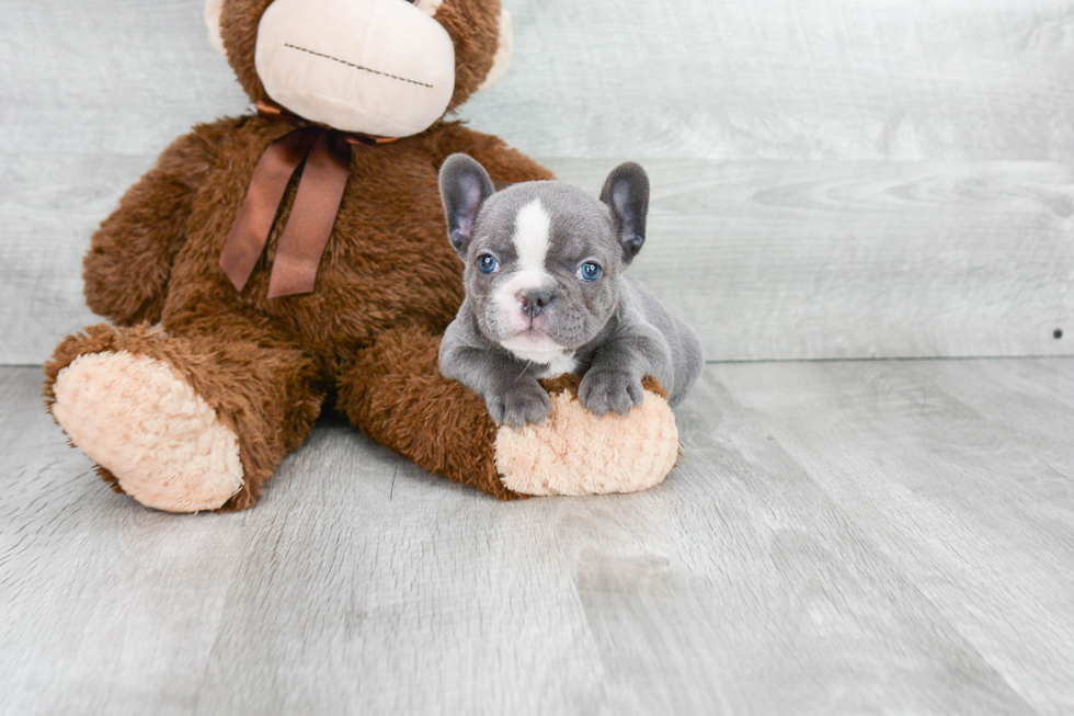 French Bulldog Puppy for Adoption