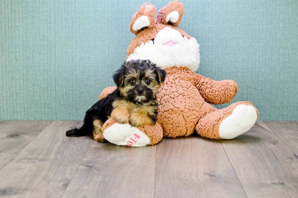 Morkie Pup Being Cute