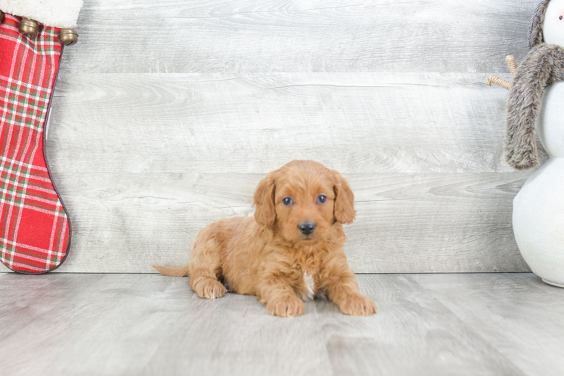 Best Mini Goldendoodle Baby