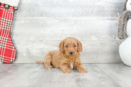 Best Mini Goldendoodle Baby