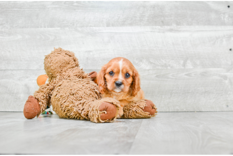 Cavalier King Charles Spaniel Puppy for Adoption