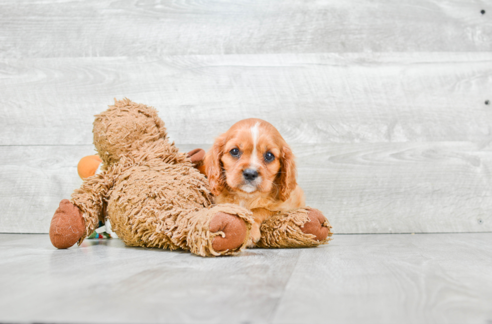 Cavalier King Charles Spaniel Puppy for Adoption